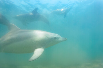 Obraz premium ドルフィンスイムで可愛いミナミハンドウイルカの群れが出迎えてくれた。白い子イルカもいる。 日本国石川県七尾市能登島 - 2017年5月5日。 北陸地方の石川県、能登半島の先端にある能登島（北緯37度07分、東経136度59分）は、ミナミハンドウイルカの地球上の北限の生息地として知られている。 Indian Ocean Bottlenose Dolphin (Tursiops aduncus) 