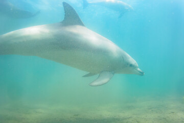 Fototapeta premium ドルフィンスイムで可愛いミナミハンドウイルカの群れが出迎えてくれた。白い子イルカもいる。 日本国石川県七尾市能登島 - 2017年5月5日。 北陸地方の石川県、能登半島の先端にある能登島（北緯37度07分、東経136度59分）は、ミナミハンドウイルカの地球上の北限の生息地として知られている。 Indian Ocean Bottlenose Dolphin (Tursiops aduncus) 