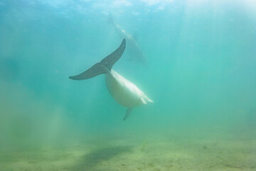 ドルフィンスイムで可愛いミナミハンドウイルカの群れが出迎えてくれた。白い子イルカもいる。
日本国石川県七尾市能登島 - 2017年5月5日。
北陸地方の石川県、能登半島の先端にある能登島（北緯37度07分、東経136度59分）は、ミナミハンドウイルカの地球上の北限の生息地として知られている。
Indian Ocean Bottlenose Dolphin (Tursiops aduncus)
