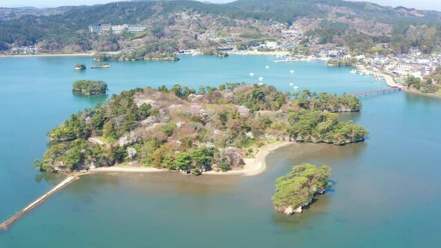桜が咲く福浦島（宮城県松島町）