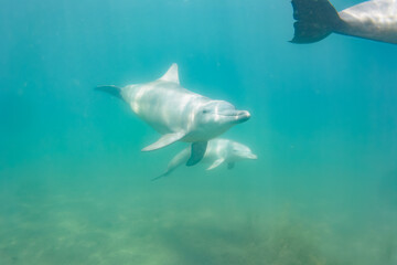 ドルフィンスイムで可愛いミナミハンドウイルカの群れが出迎えてくれた。白い子イルカもいる。
日本国石川県七尾市能登島 - 2017年5月5日。
北陸地方の石川県、能登半島の先端にある能登島（北緯37度07分、東経136度59分）は、ミナミハンドウイルカの地球上の北限の生息地として知られている。
Indian Ocean Bottlenose Dolphin (Tursiops aduncus)
