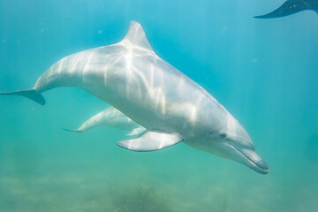 ドルフィンスイムで可愛いミナミハンドウイルカの群れが出迎えてくれた。白い子イルカもいる。
日本国石川県七尾市能登島 - 2017年5月5日。
北陸地方の石川県、能登半島の先端にある能登島（北緯37度07分、東経136度59分）は、ミナミハンドウイルカの地球上の北限の生息地として知られている。
Indian Ocean Bottlenose Dolphin (Tursiops aduncus)

