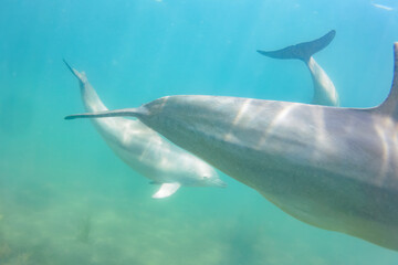 ドルフィンスイムで可愛いミナミハンドウイルカの群れが出迎えてくれた。白い子イルカもいる。
日本国石川県七尾市能登島 - 2017年5月5日。
北陸地方の石川県、能登半島の先端にある能登島（北緯37度07分、東経136度59分）は、ミナミハンドウイルカの地球上の北限の生息地として知られている。
Indian Ocean Bottlenose Dolphin (Tursiops aduncus)
