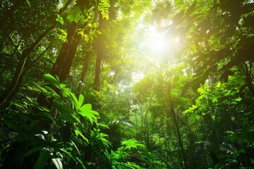 Sunlight Filtering Through Lush Rainforest Canopy