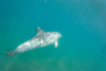 Fototapeta premium ドルフィンスイムで可愛いミナミハンドウイルカの群れが出迎えてくれた。白い子イルカもいる。 日本国石川県七尾市能登島 - 2017年5月5日。 北陸地方の石川県、能登半島の先端にある能登島（北緯37度07分、東経136度59分）は、ミナミハンドウイルカの地球上の北限の生息地として知られている。 Indian Ocean Bottlenose Dolphin (Tursiops aduncus) 