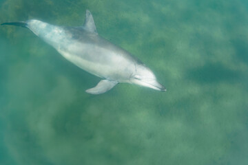 ドルフィンスイムで可愛いミナミハンドウイルカの群れが出迎えてくれた。白い子イルカもいる。
日本国石川県七尾市能登島 - 2017年5月5日。
北陸地方の石川県、能登半島の先端にある能登島（北緯37度07分、東経136度59分）は、ミナミハンドウイルカの地球上の北限の生息地として知られている。
Indian Ocean Bottlenose Dolphin (Tursiops aduncus)
