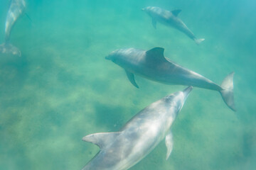 Fototapeta premium ドルフィンスイムで可愛いミナミハンドウイルカの群れが出迎えてくれた。白い子イルカもいる。 日本国石川県七尾市能登島 - 2017年5月5日。 北陸地方の石川県、能登半島の先端にある能登島（北緯37度07分、東経136度59分）は、ミナミハンドウイルカの地球上の北限の生息地として知られている。 Indian Ocean Bottlenose Dolphin (Tursiops aduncus) 