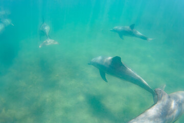 ドルフィンスイムで可愛いミナミハンドウイルカの群れが出迎えてくれた。白い子イルカもいる。
日本国石川県七尾市能登島 - 2017年5月5日。
北陸地方の石川県、能登半島の先端にある能登島（北緯37度07分、東経136度59分）は、ミナミハンドウイルカの地球上の北限の生息地として知られている。
Indian Ocean Bottlenose Dolphin (Tursiops aduncus)

