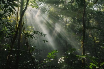 Obraz premium Sunlight Streaks Through Lush Tropical Rainforest