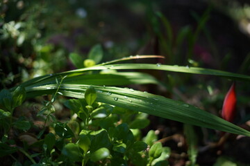 Grass and leaf
