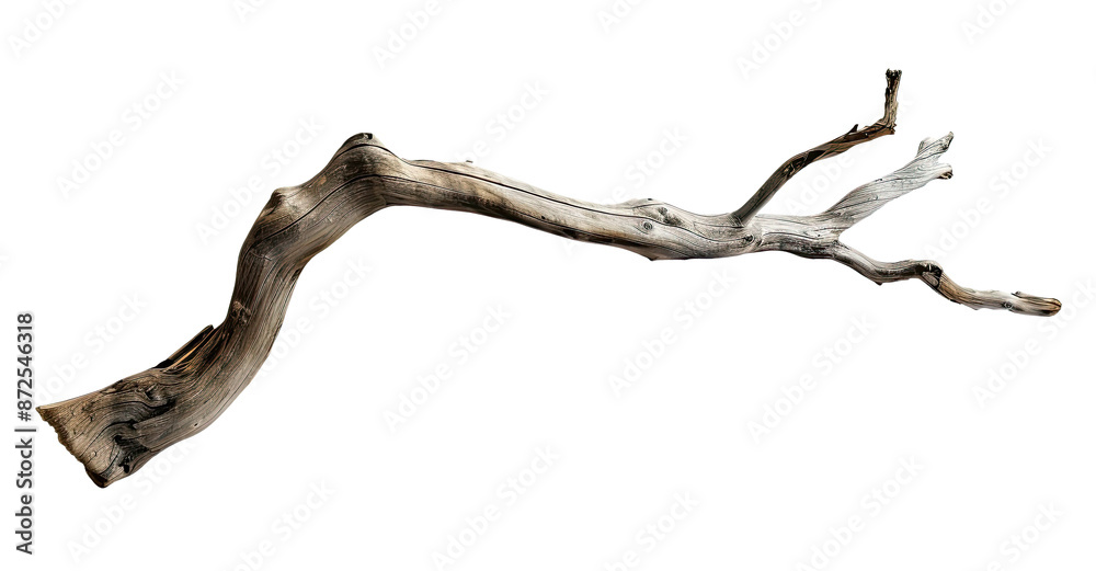 Wall mural branch of a tree isolated on transparent background