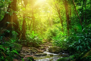 Fototapeta premium Sunlit Stream in a Lush Tropical Jungle