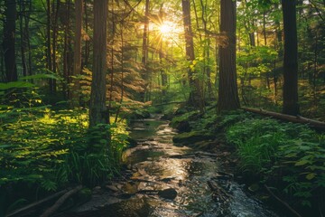 Fototapeta premium Sunlit Stream in a Lush Forest