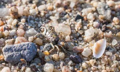 A baby crab on the beach close up image of nature of the Baja peninsula, in La Paz Baja California Sur Mexico