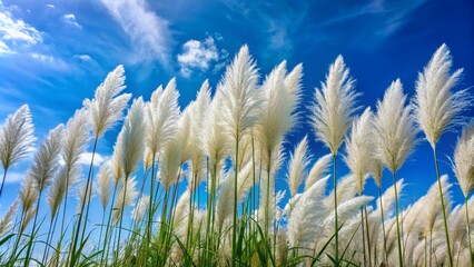Obraz premium Low Angle View of Fluffy White Pampas Grass Against a Blue Sky with Clouds