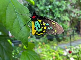 butterfly on a flower