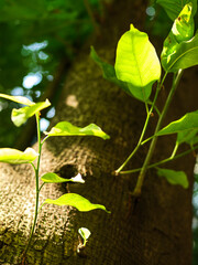 Spring is coming, and the green leaves of Pueraria lobata grow vigorously under the sunlight.