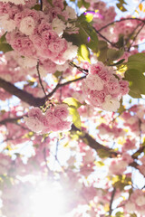 portland cherry blossoms