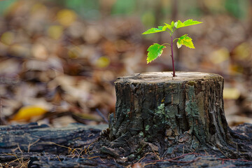 Obraz premium Young tree emerging from an old tree stump