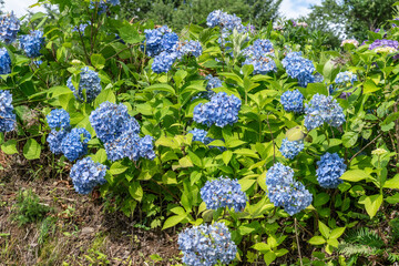 太陽に照らされた風に揺れるカラフルなあじさい