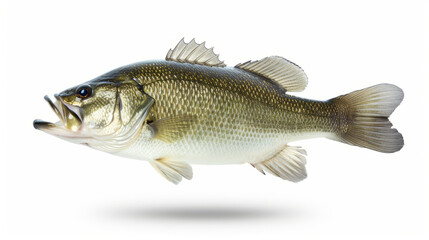 Fototapeta premium Largemouth Bass in Profile