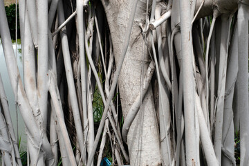 Texture of Root Plant for nature background.