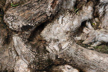 Texture of Root Plant for nature background.