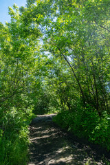 Obraz premium Path through the woods.