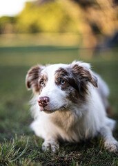 Border Collie paying attention with serious expression 