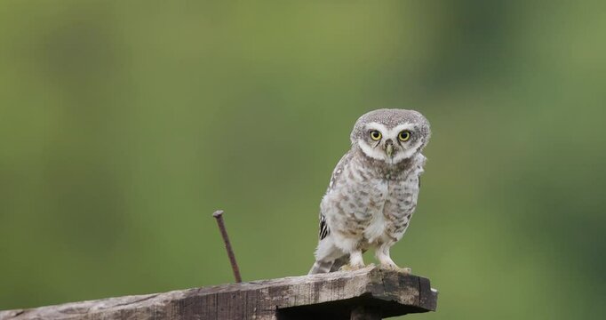 Spotted owlet jumps on a wooden plank and vocalizes in slow motion as its feathers flutter in wind