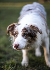 Border Collie close up