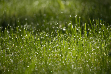 Delicate detail of the dewdrops evoking the vitality and tranquility