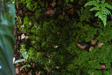 moss background plants growth nature green outdoors