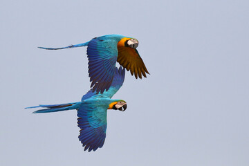 Beautiful Blue and Gold Macaw parrots flying in the sky. Free flying bird