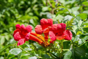 Obraz premium Inflorescences of campsis in nature. Red flowers of campsis close-up.