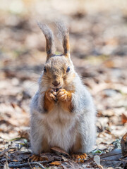 Squirrel in autumn or spring with nut on the green grass with fallen yellow leaves