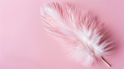 Obraz premium A feather delicately displayed against a soft pink background, symbolizing softness, tenderness, and lightness, evoking a sense of delicacy and gentleness.