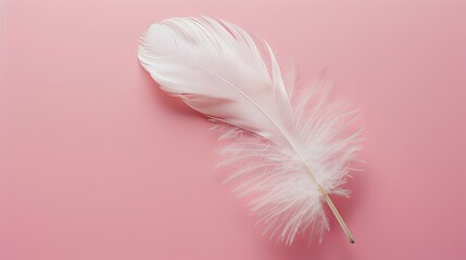 Obraz premium A feather delicately displayed against a soft pink background, symbolizing softness, tenderness, and lightness, evoking a sense of delicacy and gentleness.