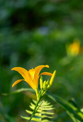 Golden Orange Lily Flower with a Green Background.