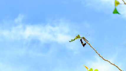 枝に止まるトンボ © S造園