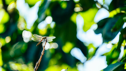 枝に止まるトンボ © S造園