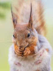 The squirrel with nut sits on a branches in the spring or summer.