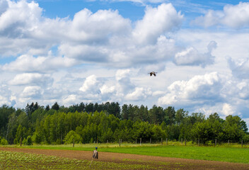 Żuraw lecący nad polem 2024 © Krzysiek Cegiełka