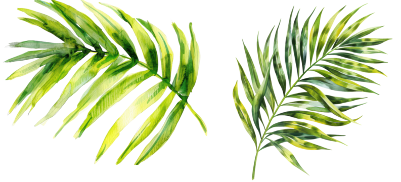 Watercolor palm leaves collection. Tropical botanical illustration with green foliage for design, backgrounds, and nature themes. transparent background - Powered by Adobe