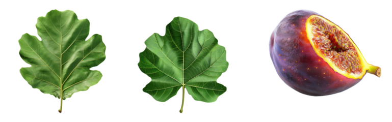 Two fig leaves and a sliced fig fruit isolated on white background, showcasing the vibrant colors and details of the fig plant. transparent background