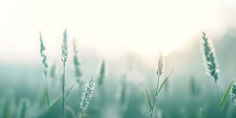 Enhancing the Ambiance Soft Gradients, Muted Tones, and Subtle Misty Patterns. Concept Colorful Lighting, Moody Atmosphere, Natural Textures, Vintage Inspired Frames