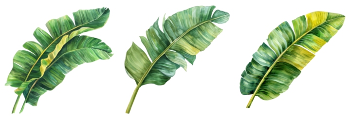 Three vibrant banana leaves illustration, isolated on a white background. Perfect for tropical-themed designs and nature concepts. transparent background