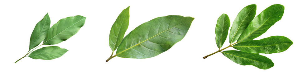 Obraz premium High-resolution image of three fresh bay leaves on a transparent background, perfect for culinary, herbal, or botanical use in design projects. transparent background
