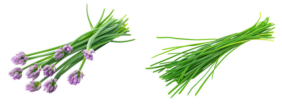 Fresh green chives and blooming chive flowers isolated on a white background, perfect for culinary and herbal use. transparent background