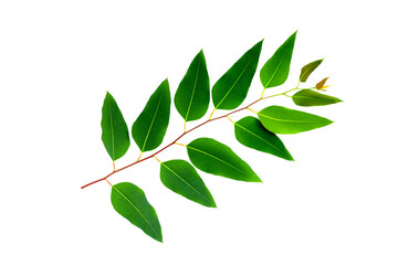 Eucalyptus leaves on white background.